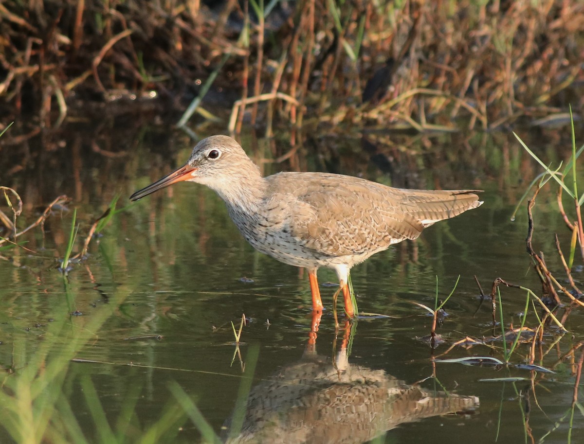 Common Redshank - ML638676158