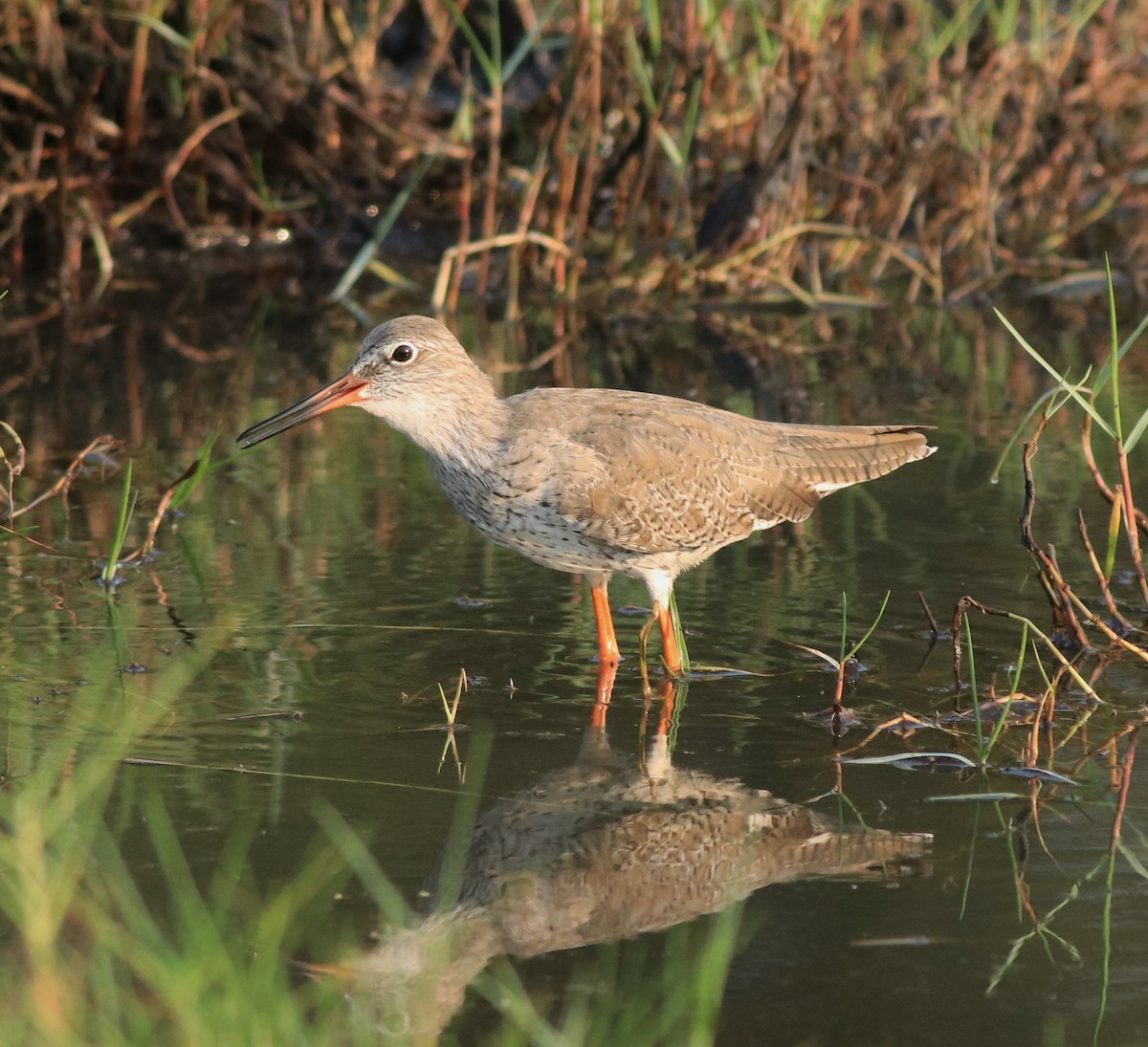 Common Redshank - ML638676162