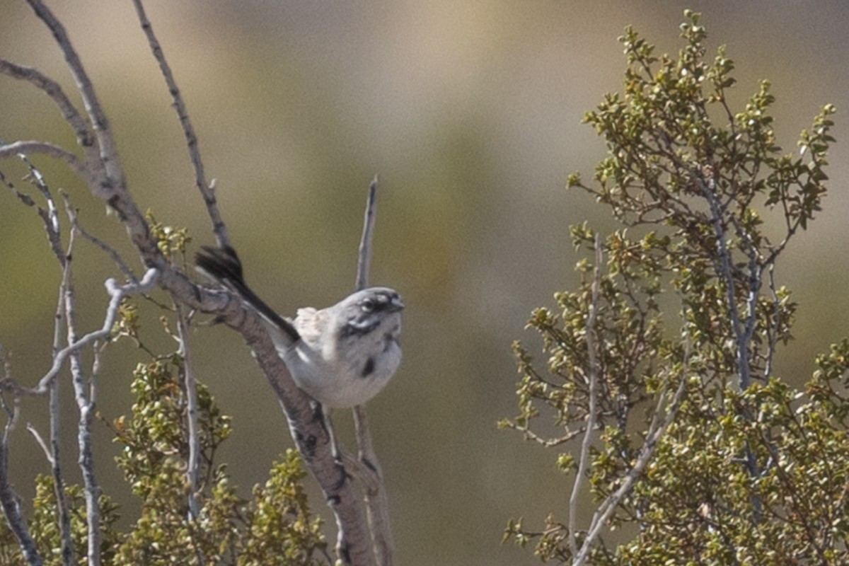 Bell's Sparrow (canescens) - ML638676179