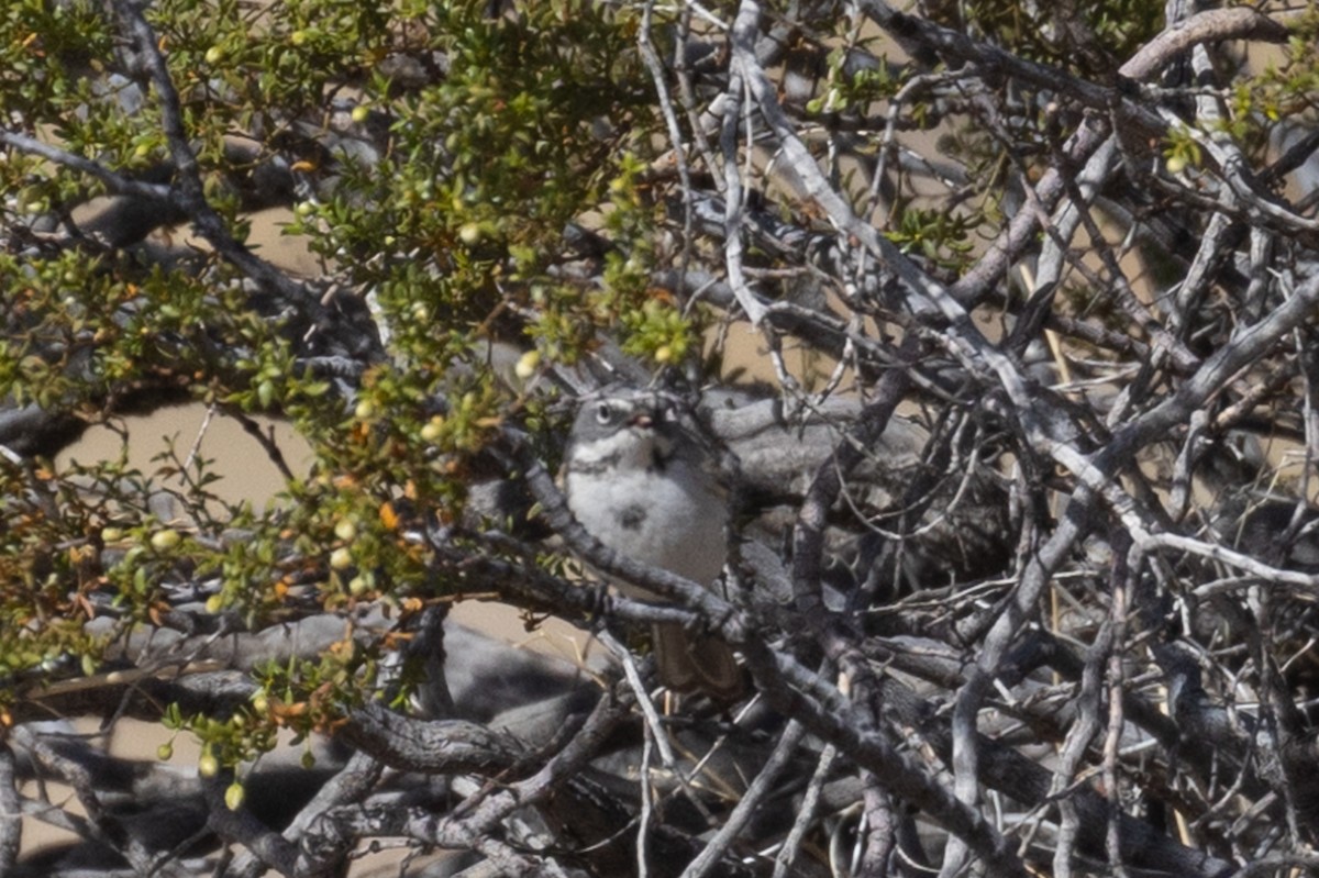 Bell's Sparrow (canescens) - ML638676180