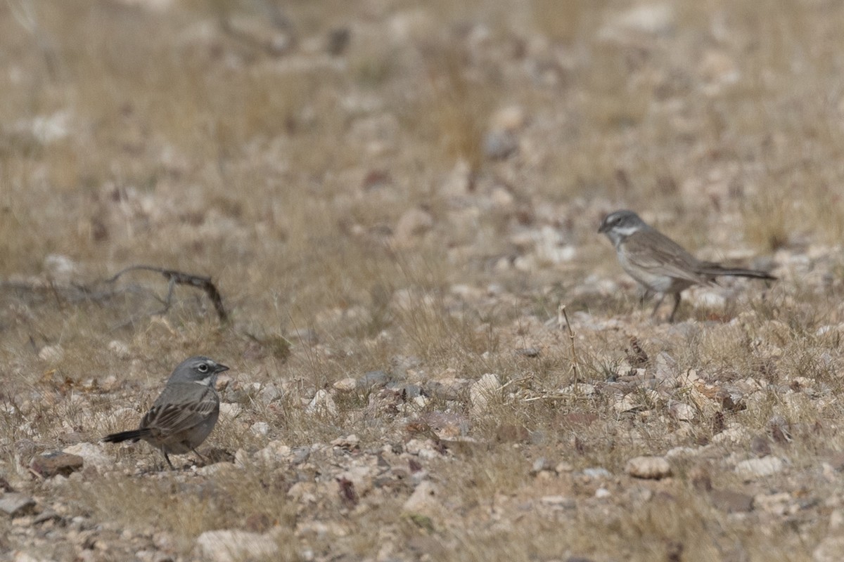 Bell's Sparrow (canescens) - ML638676181