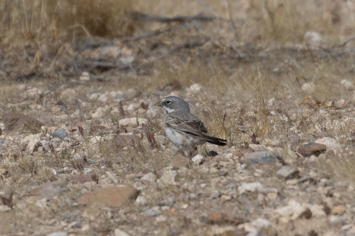 Bell's Sparrow (canescens) - ML638676182