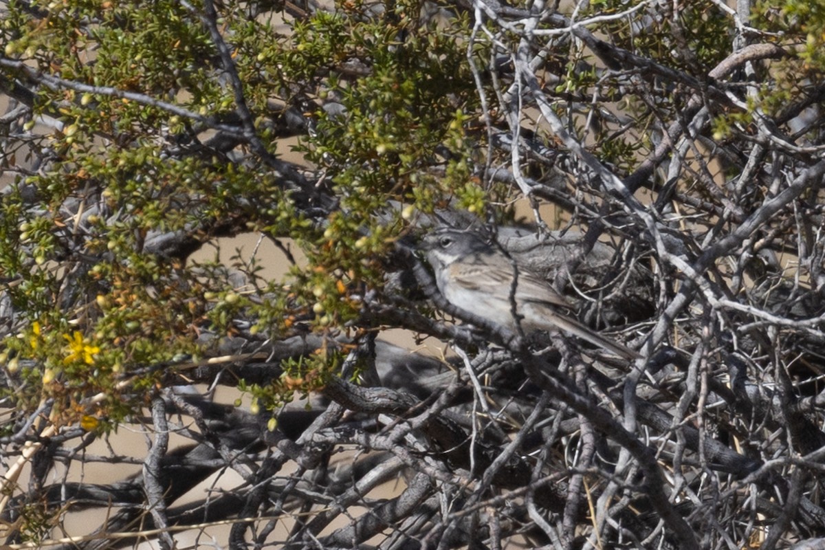 Bell's Sparrow (canescens) - ML638676183