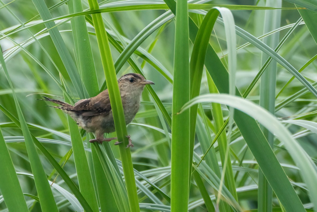 Marsh Wren - ML638676185