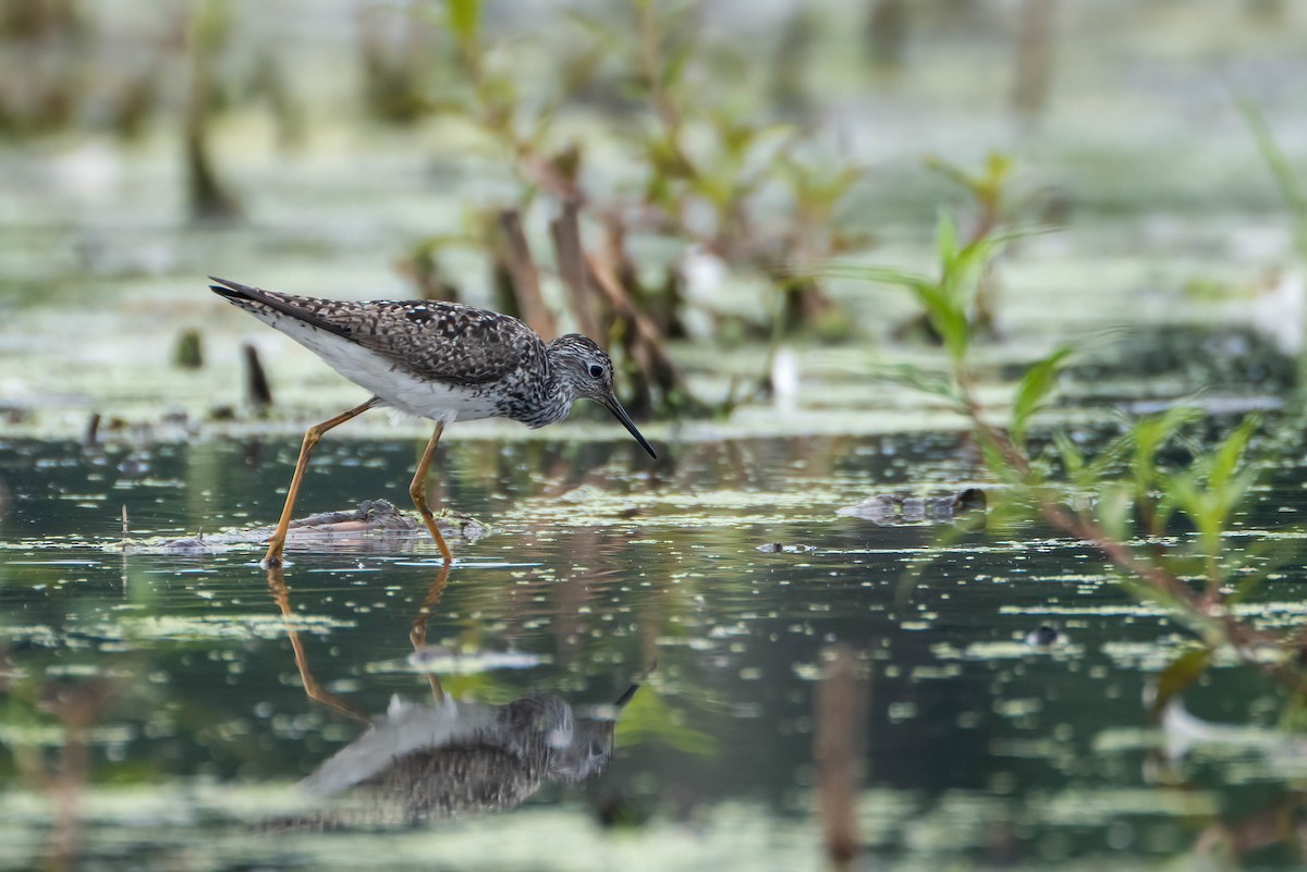 Lesser Yellowlegs - ML638676186