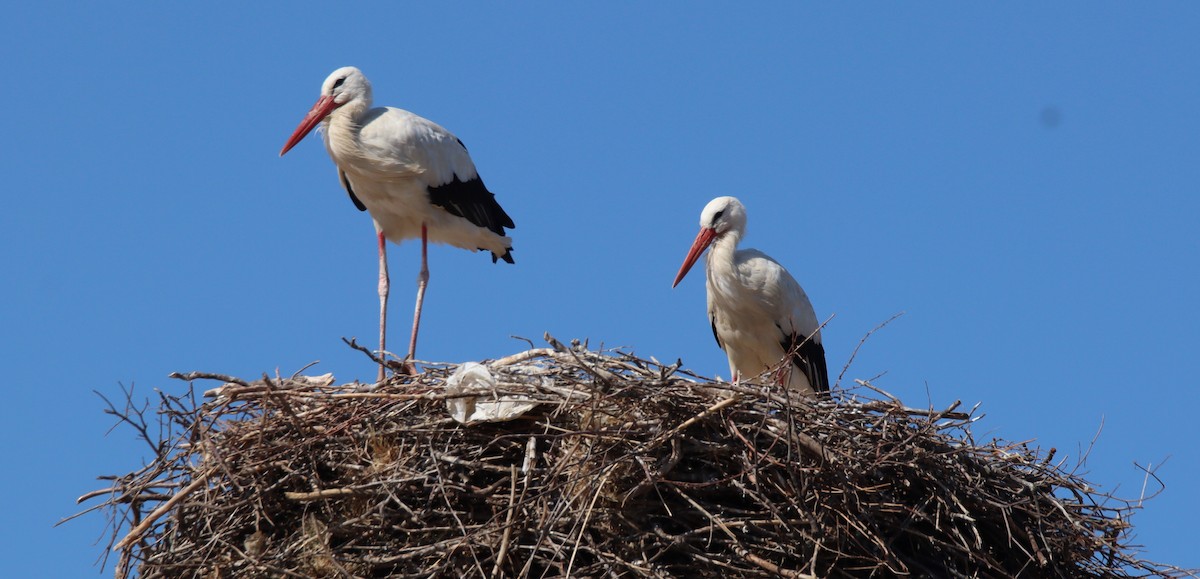 White Stork - ML638676187