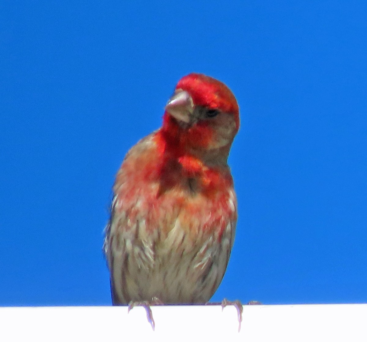 House Finch - ML638676188