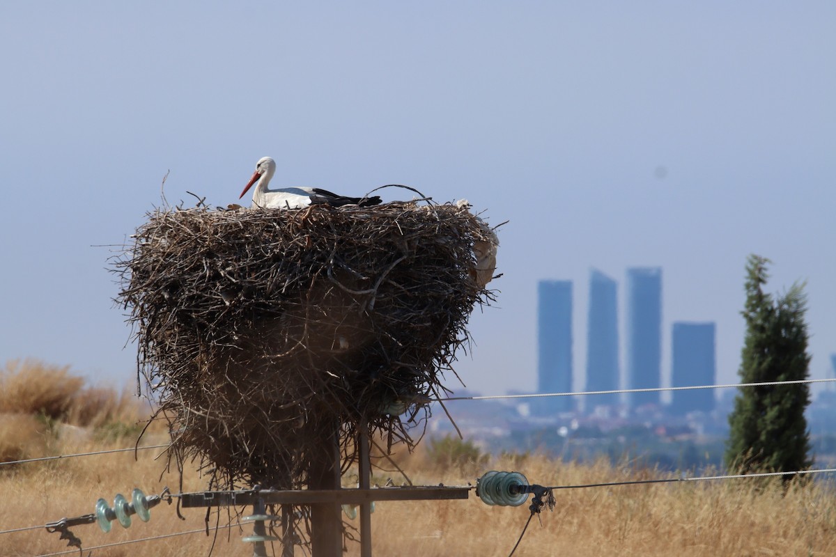 White Stork - ML638676189