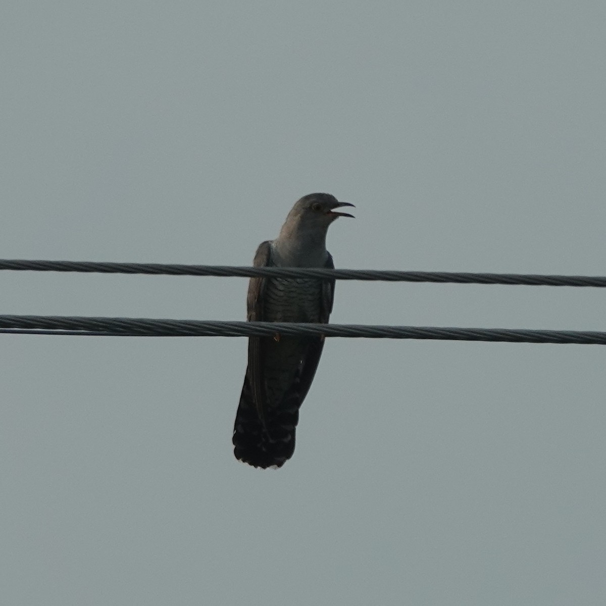 Common Cuckoo - ML638676191