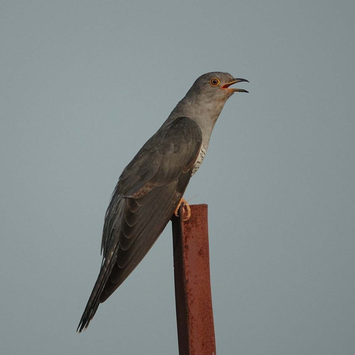 Common Cuckoo - ML638676193
