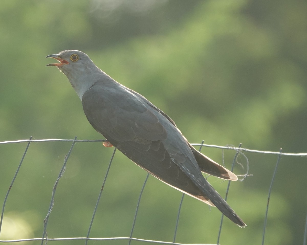 Common Cuckoo - ML638676194