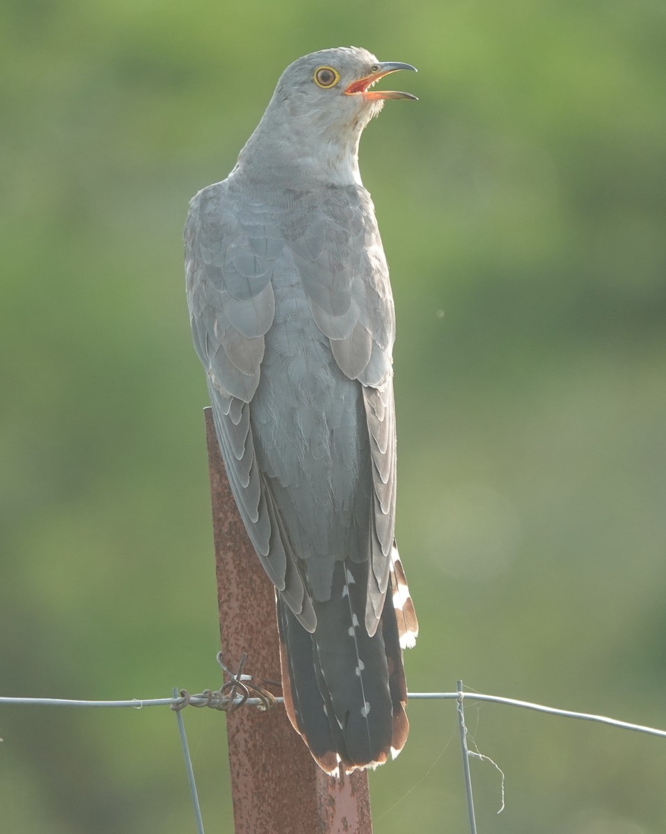 Common Cuckoo - ML638676196