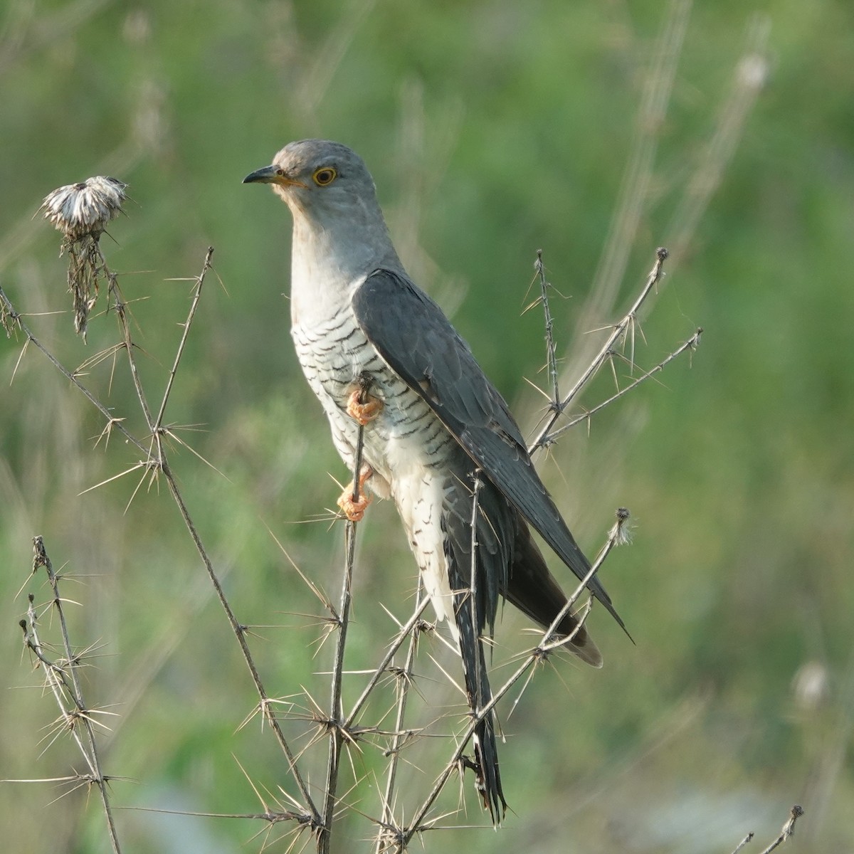 Common Cuckoo - ML638676198