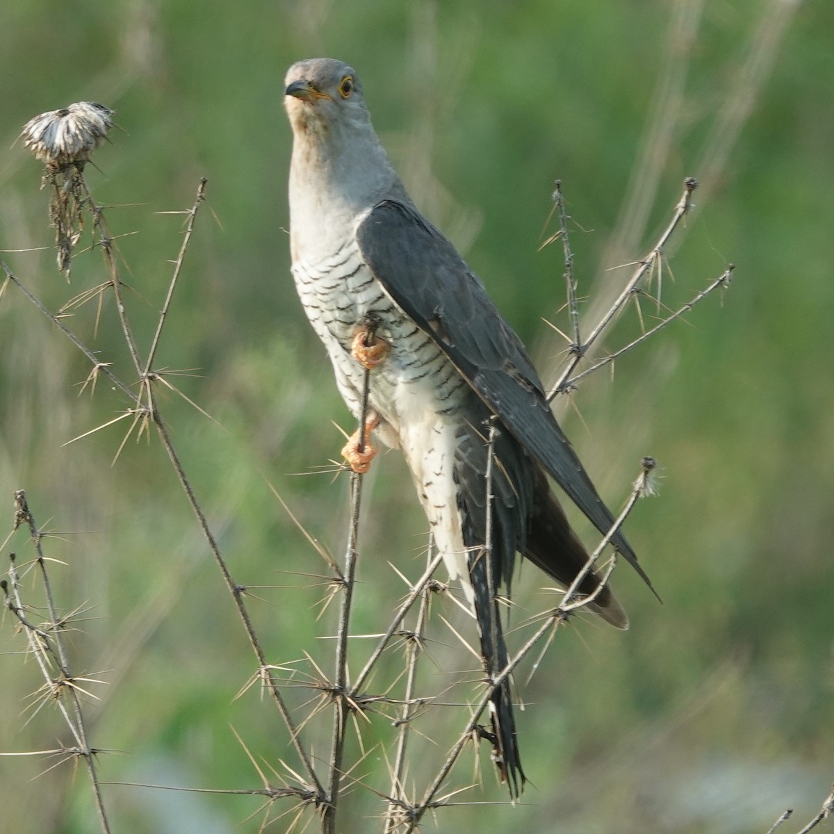 Common Cuckoo - ML638676199