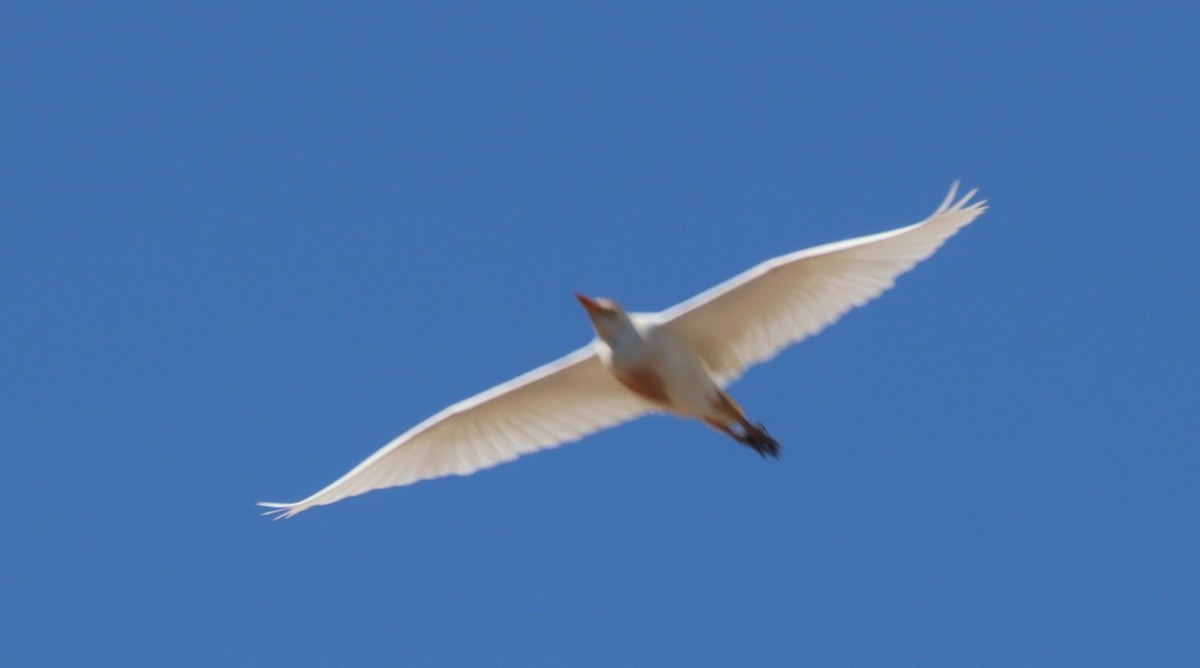 Western Cattle-Egret - ML638676200