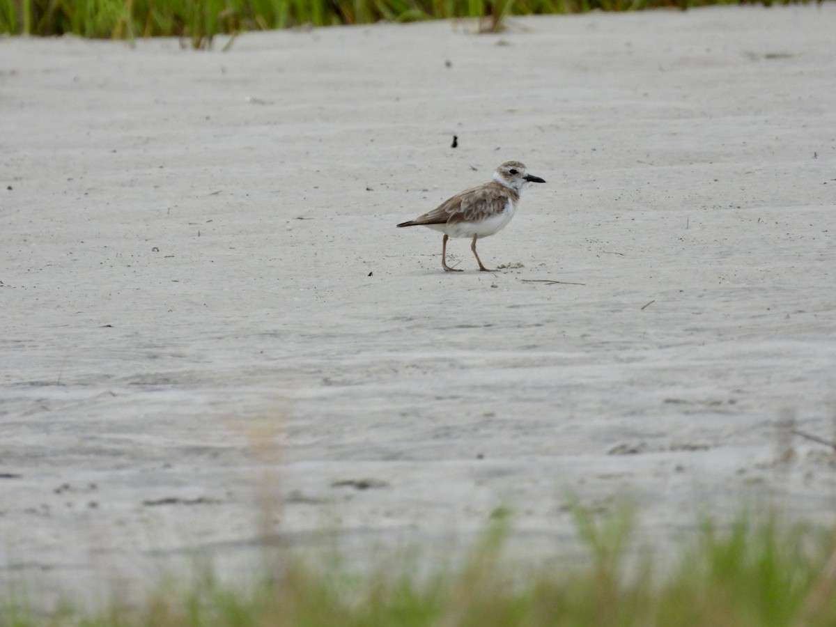 Wilson's Plover - ML638676203
