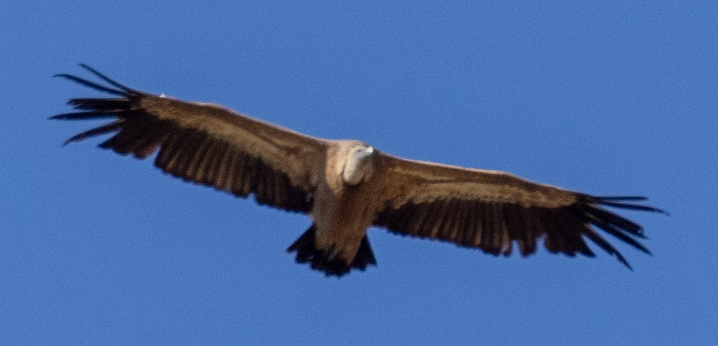 Eurasian Griffon - ML638676205