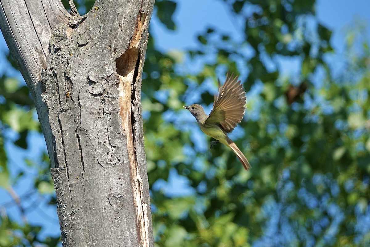 Great Crested Flycatcher - ML638676207