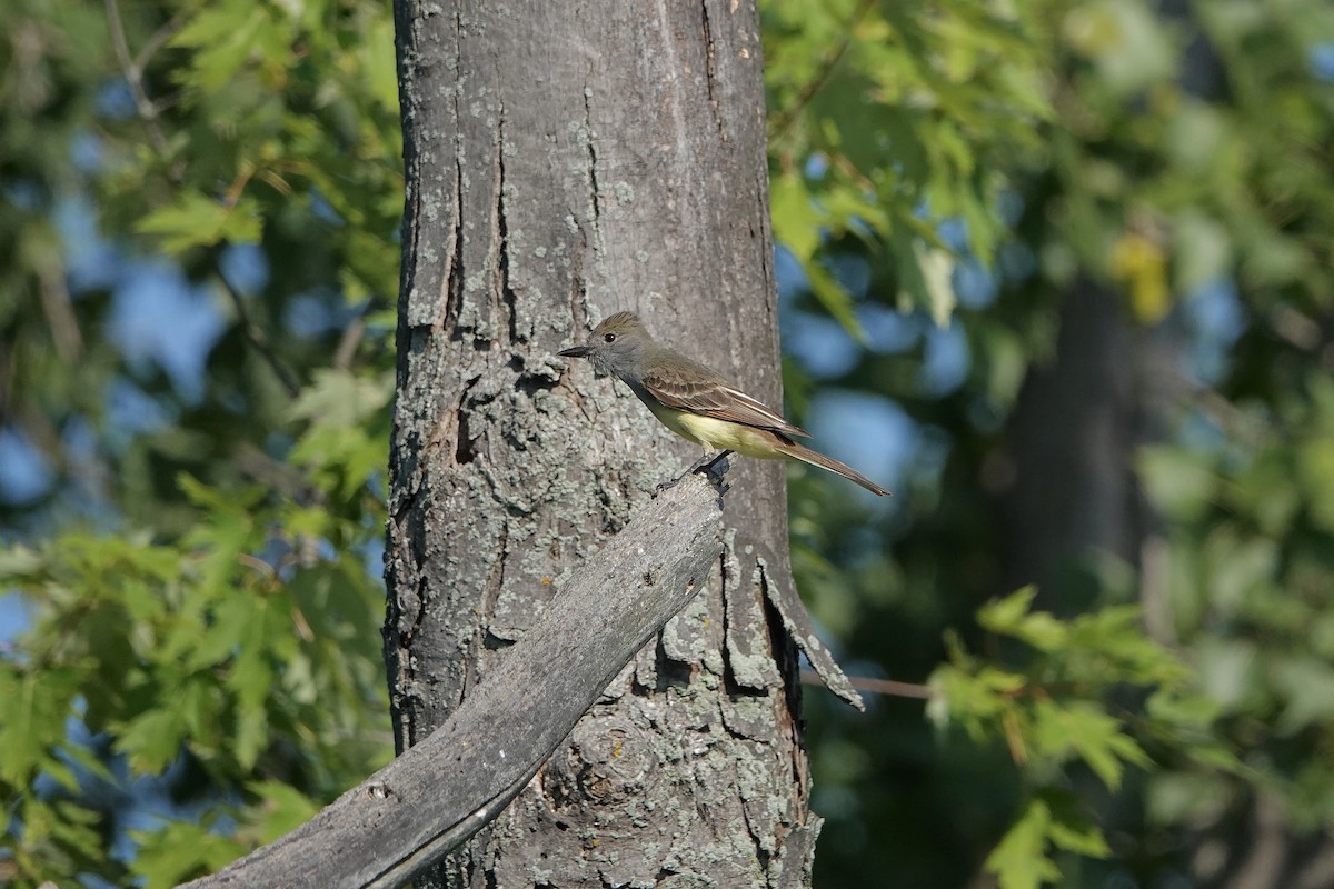 Great Crested Flycatcher - ML638676208