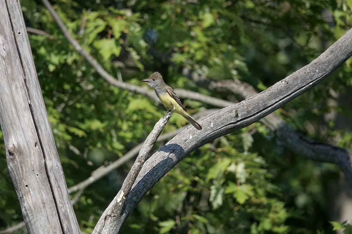 Great Crested Flycatcher - ML638676210