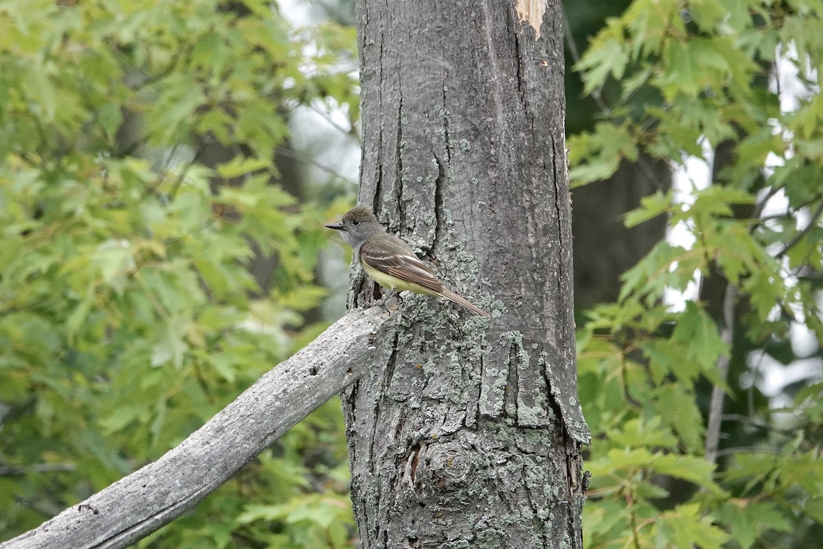 Great Crested Flycatcher - ML638676211