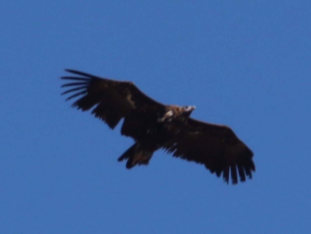 Mönchsgeier - ML638676236