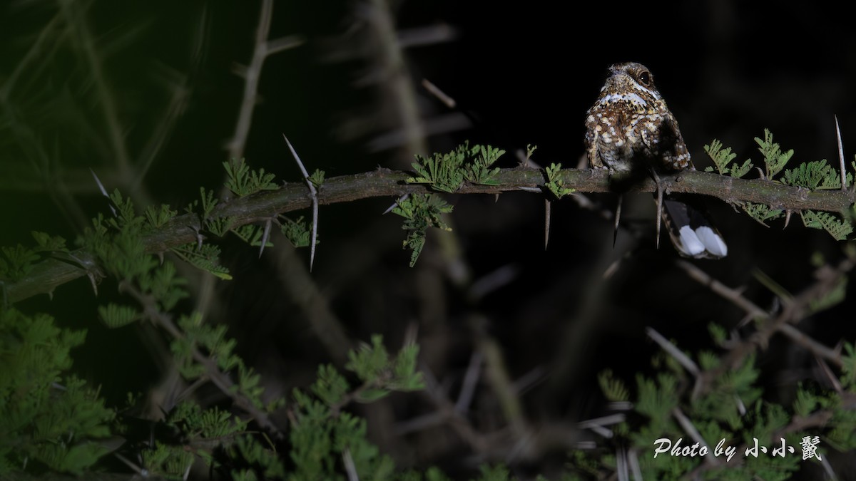 Donaldson Smith's Nightjar - ML638676241