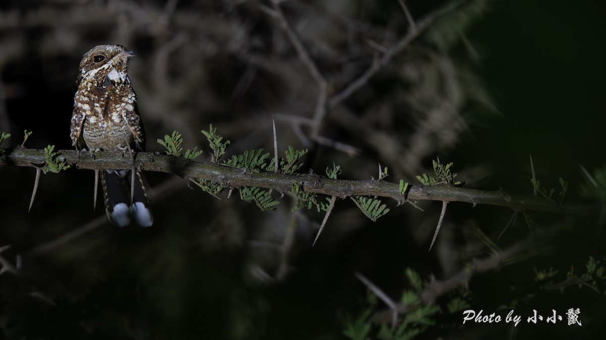Donaldson Smith's Nightjar - ML638676244
