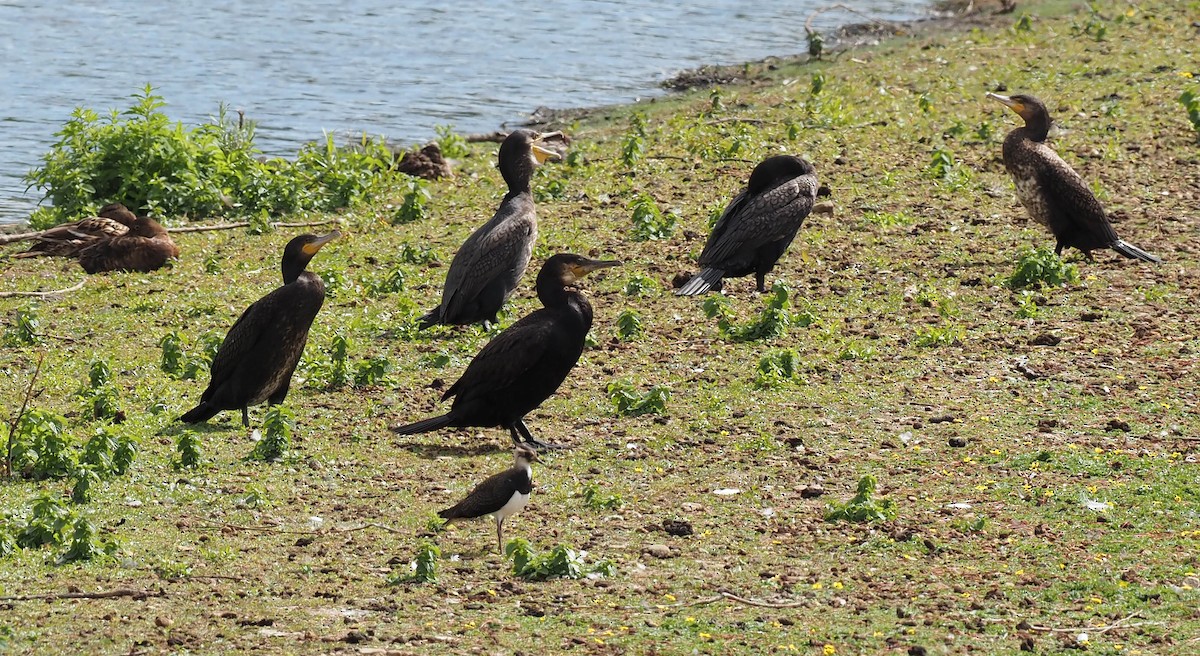 Kormoran - ML638676255