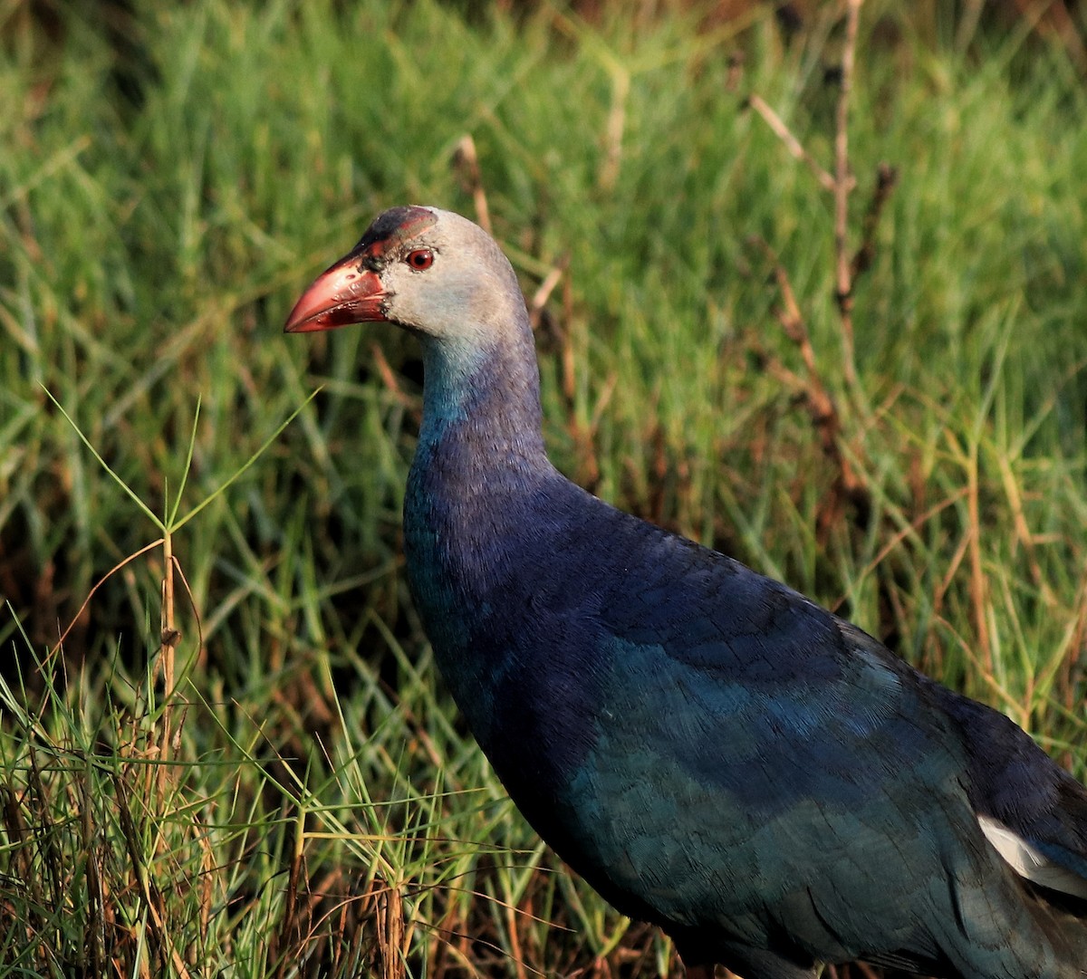 Graukopf-Purpurhuhn - ML638676257