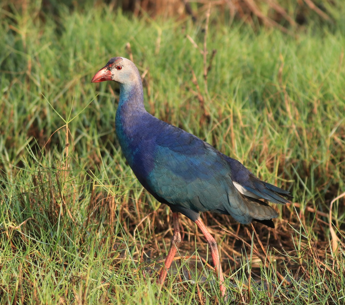 Graukopf-Purpurhuhn - ML638676259