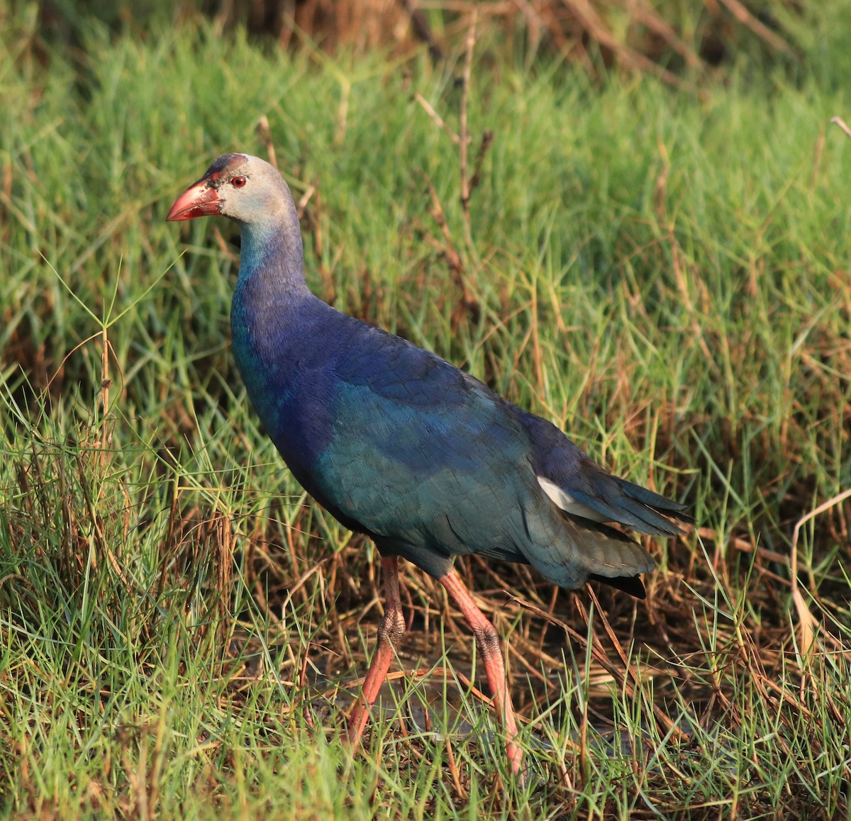 Graukopf-Purpurhuhn - ML638676260