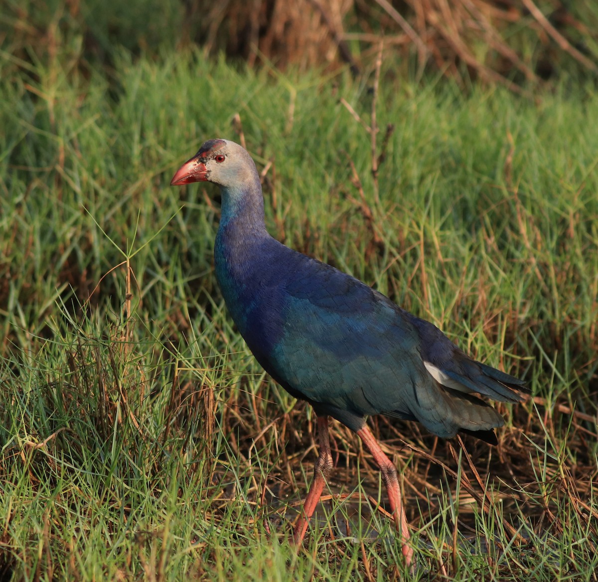 Graukopf-Purpurhuhn - ML638676261
