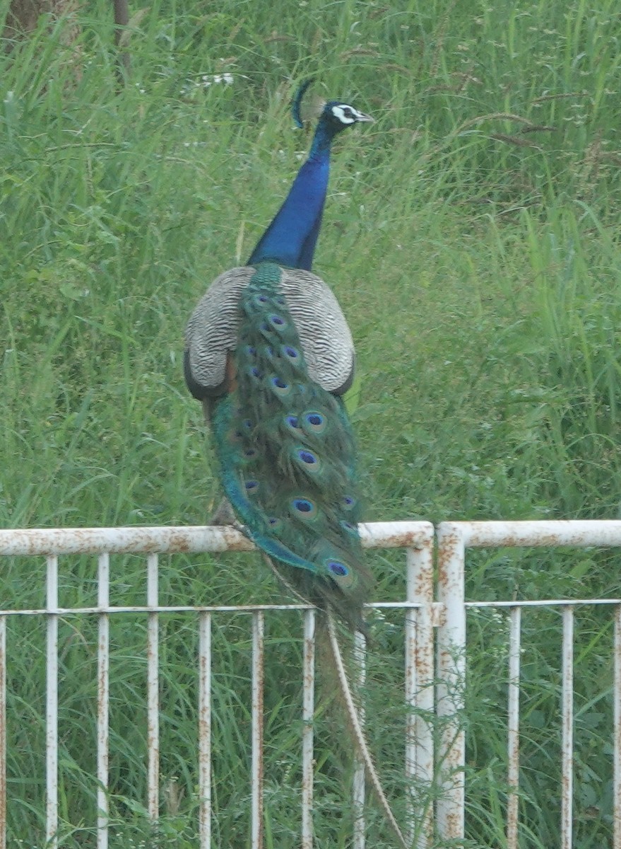 Pfau - ML638676262
