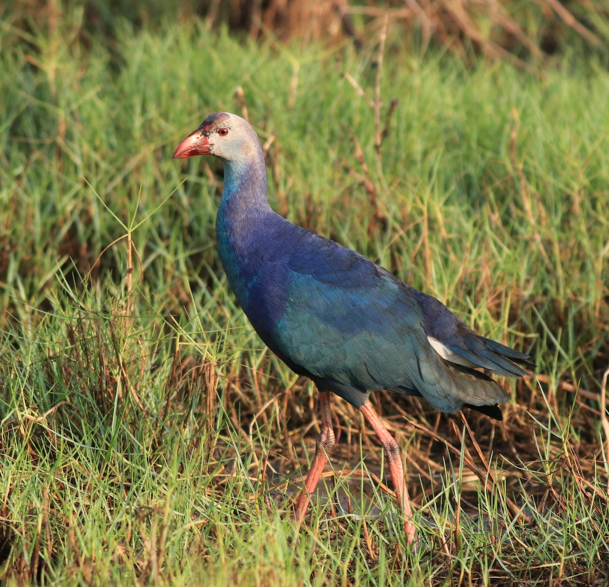 Graukopf-Purpurhuhn - ML638676263