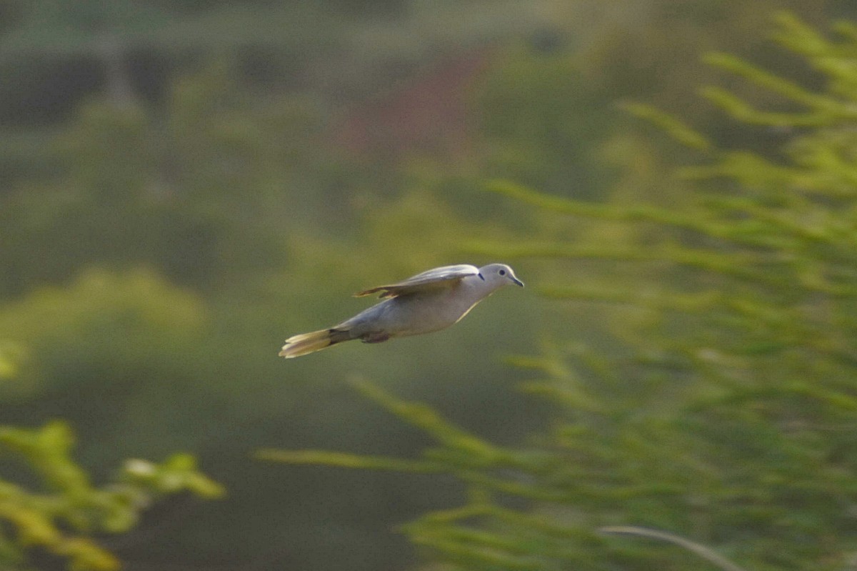 Eurasian Collared-Dove - ML638676332