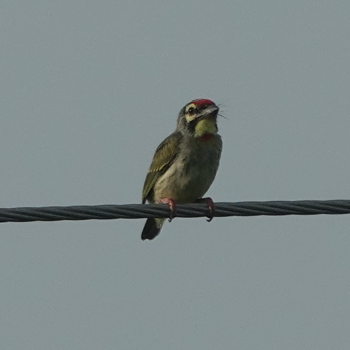 Barbu à plastron rouge - ML638676360
