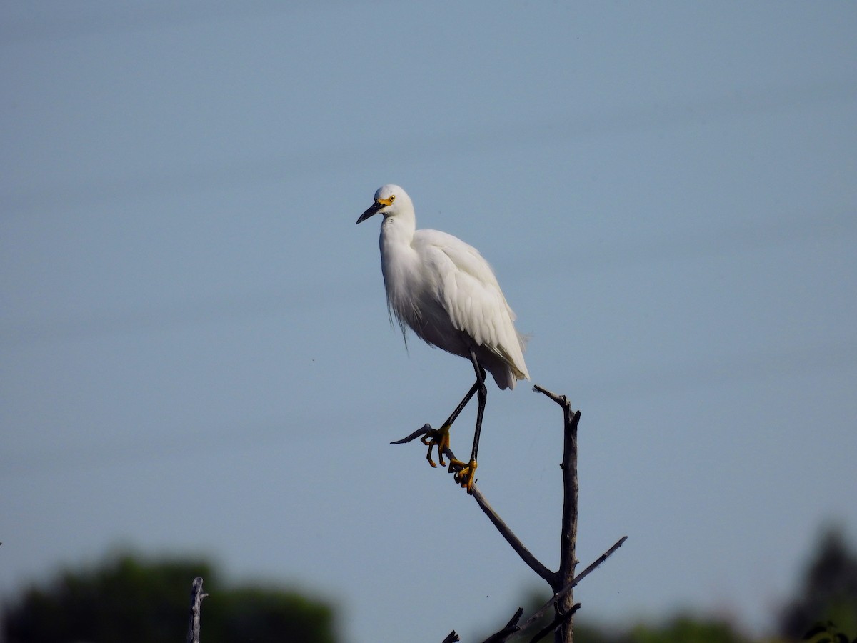 Aigrette neigeuse - ML638676361