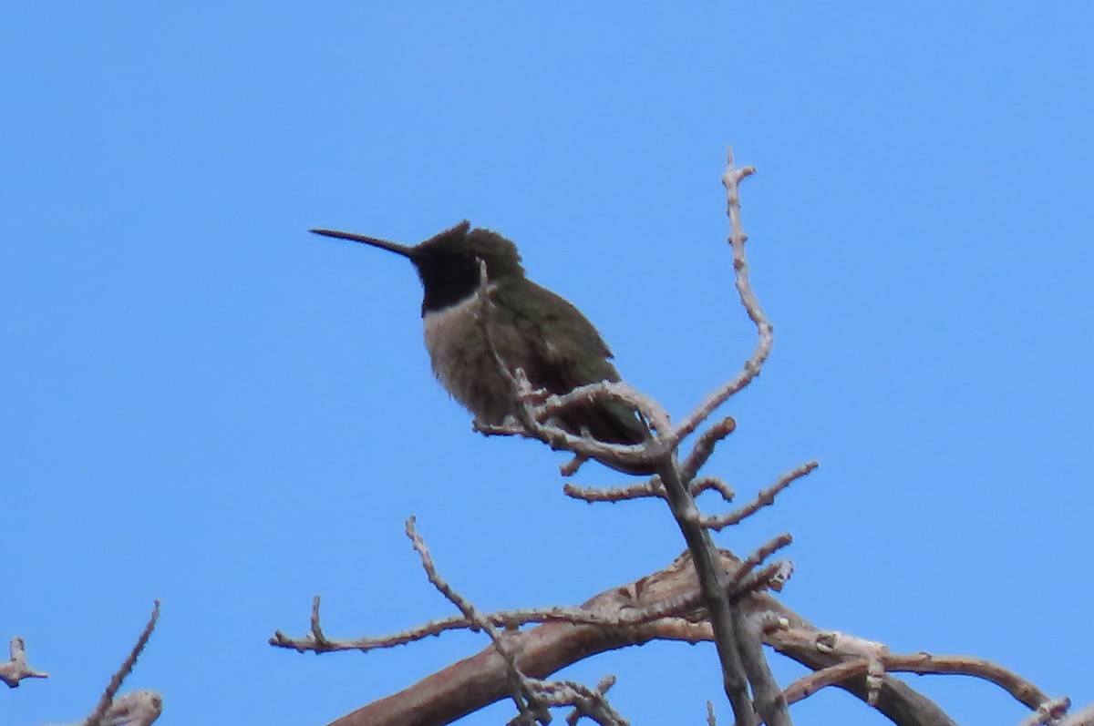 Colibri à gorge noire - ML638676373