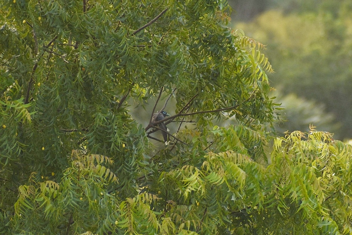 Blue-faced Malkoha - ML638676383