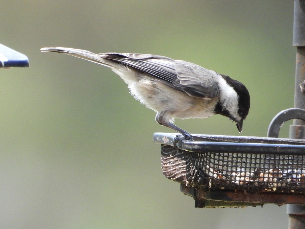 Carolina Chickadee - ML638676445