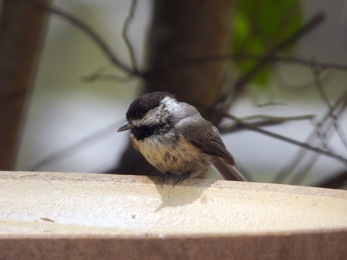 Carolina Chickadee - ML638676448