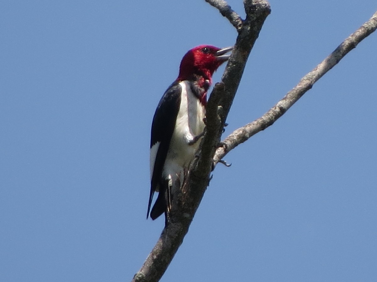 Red-headed Woodpecker - ML638676453