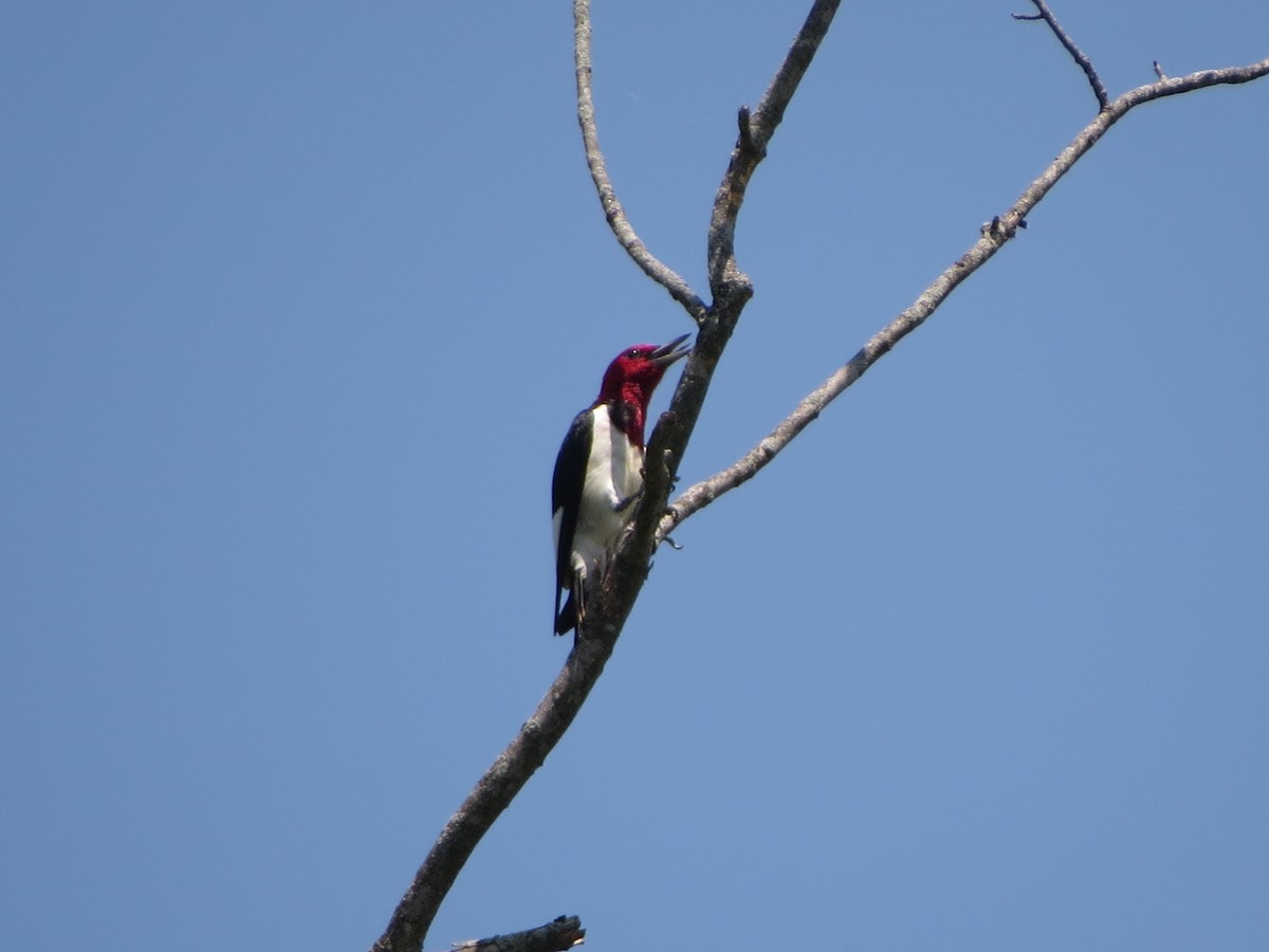 Red-headed Woodpecker - ML638676454