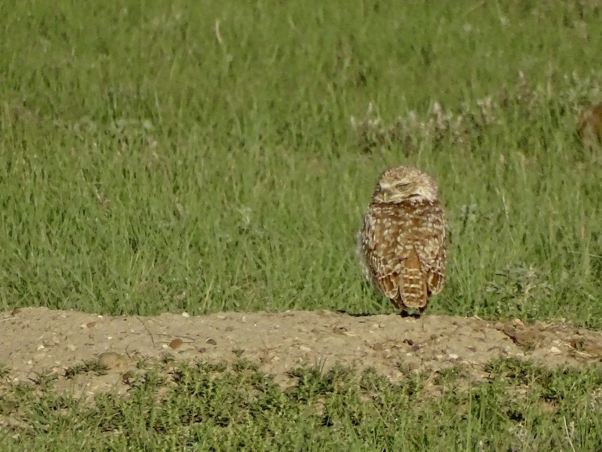 Burrowing Owl - ML638676569