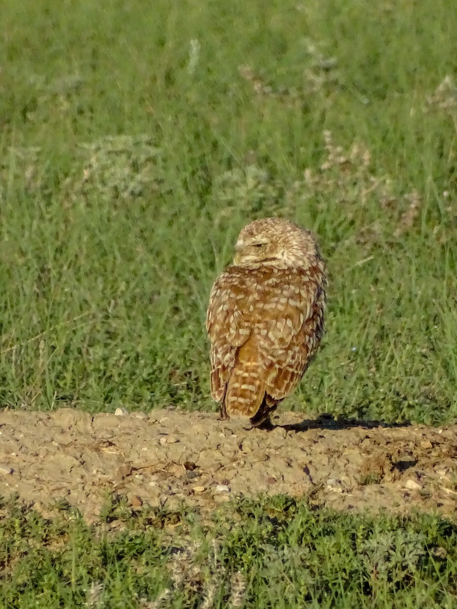 Burrowing Owl - ML638676570