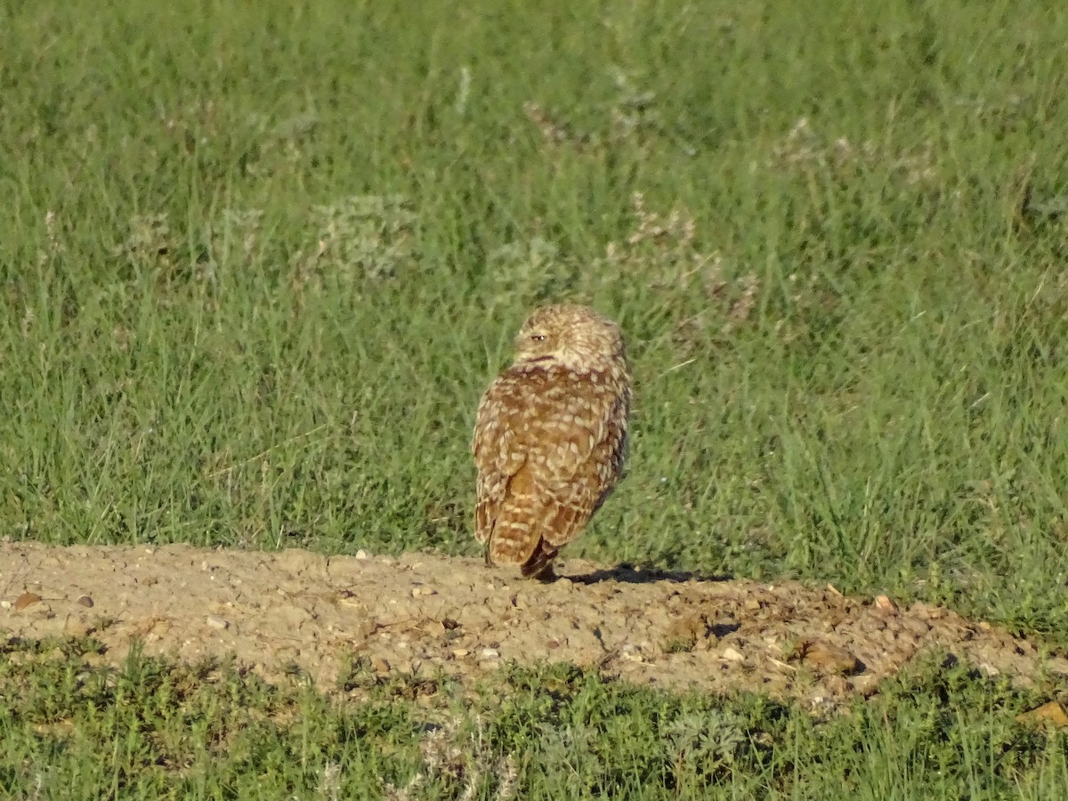 Burrowing Owl - ML638676571