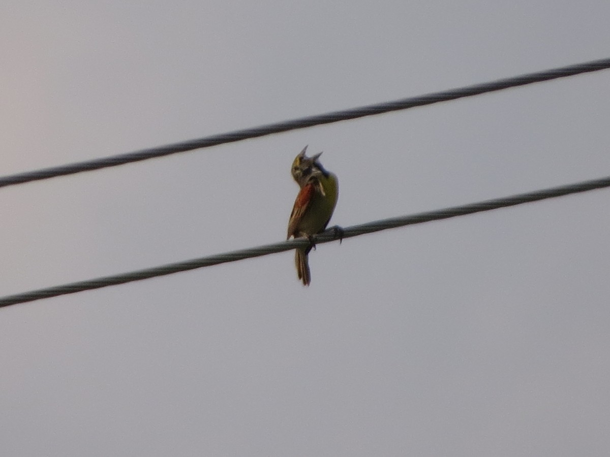 Dickcissel - ML638676630