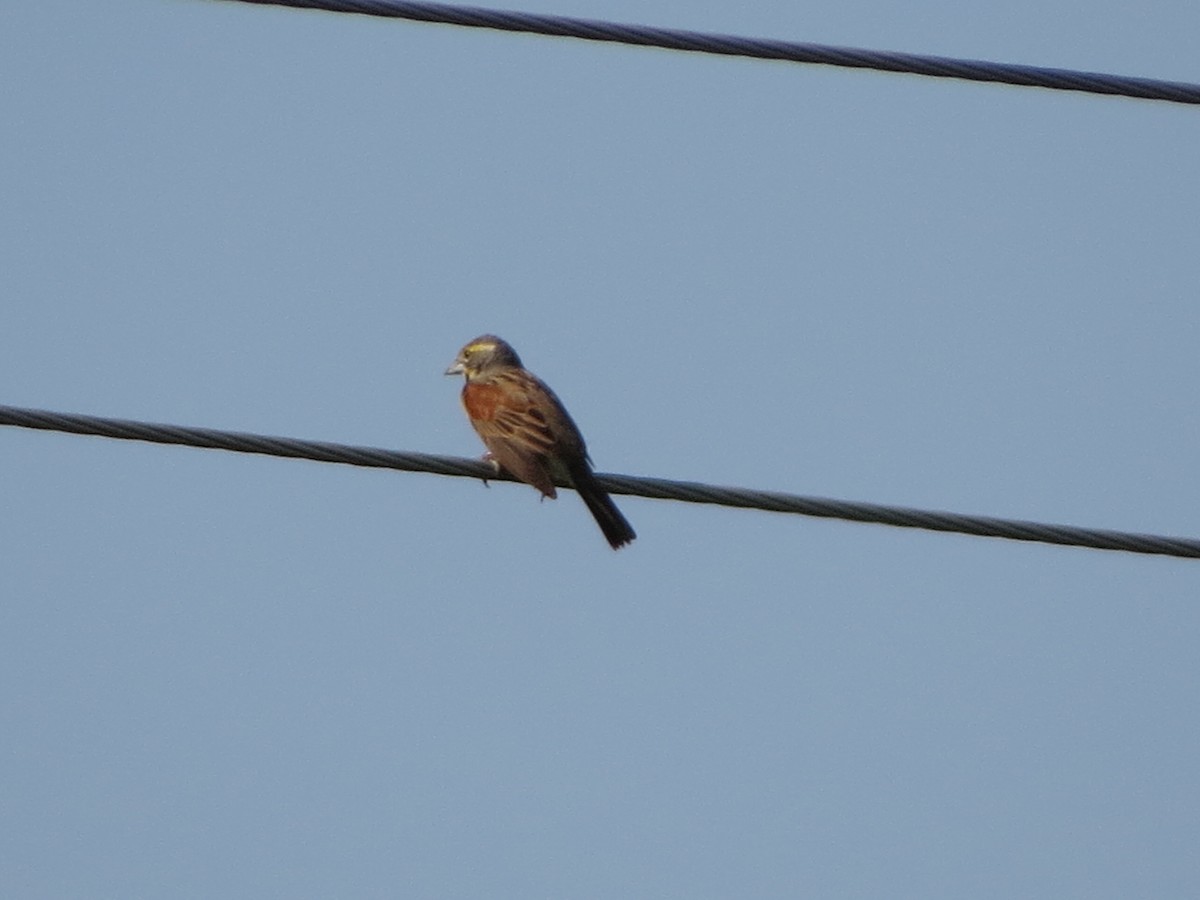Dickcissel - ML638676631