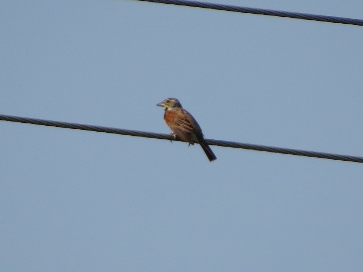 Dickcissel - ML638676632